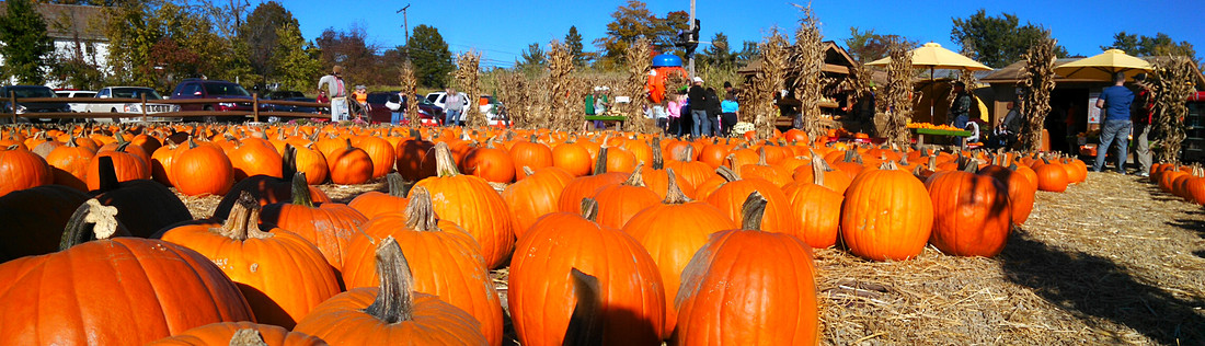 pumpkin_picking